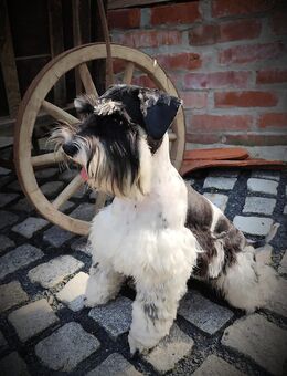 Zwergschnauzer American Zwergschnauzer - Sonneberg