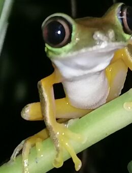 Agalychnis lemur - Nachzucht 06/25 - Schwarzenberg (Erzgebirge)