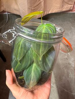 Philodendron Melanochrysum Pflanze - Buttstädt Zentrum