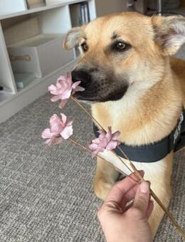 💞 Wunderschöne Kaya 💞 - Eislingen (Fils)