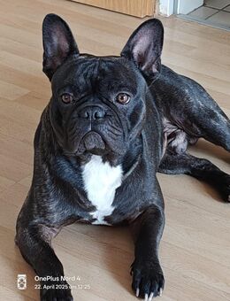 Französische Bulldogge - Swisttal