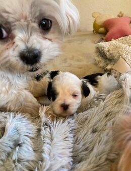 4 süsse Maltipoo Jungs suchen neues Heim für immer. - Bakum