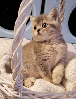 BKH Kitten - Hörstel