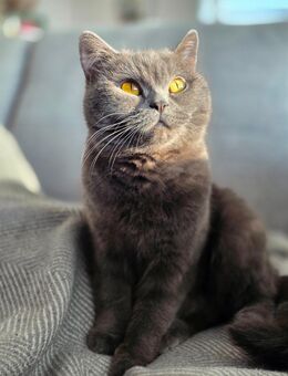 Britisch Kurzhaar/ Perser Mix Katze (grau,weiblich) sucht neues Zuhause - Bad Camberg