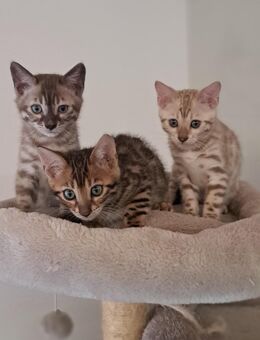 Bengal kitten Stammbaum - Dortmund