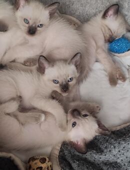 Siamkätzchen - Hessisch Lichtenau