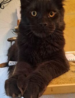 Maine Coon Kater - Donauwörth