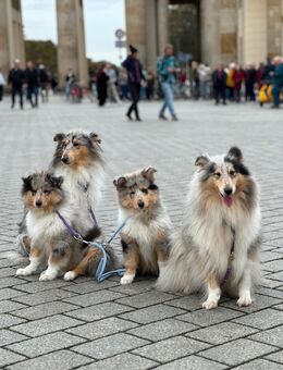 Traumhafter Collie-Welpe, 3 Monate alt, sucht liebevolles Zuhause 🐾 - Dallgow-Döberitz
