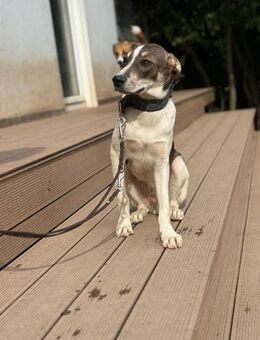 Cooper schüchterner liebevoller Jubgrüde - Rambin