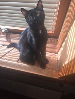 Katzenmädchen 4 Monate alt - Weissach