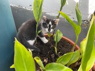 Katze - Gerstungen