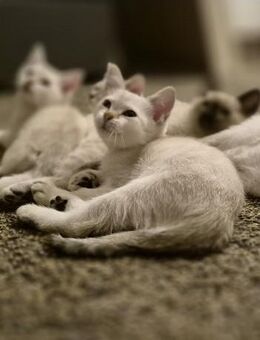 Siam-Kitten - Venningen