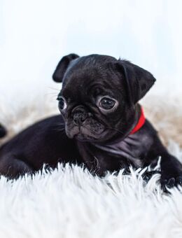 Mopsmädchen mit Gesundheitszeugnis & Ahnentafel – abgabebereit! - Darmstadt