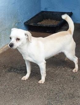 Mafioso - liebevoll Mafi genannt - Höchst (Odenwald)