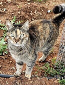 Neugierig und verschmust - Venezia - Kirchheim (München)