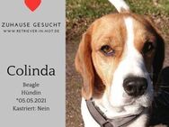 Colinda eine sanfte Seele sucht Zuhause - Lippetal