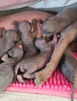 Canadian Sphynx Kitten - Lindenberg (Allgäu)