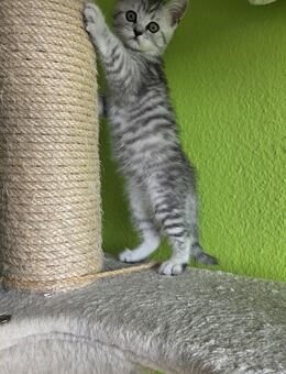 Reinrassige Kitten BKH Männchen Brtisch Kurzhaar Katzenbaby - Solingen (Klingenstadt)