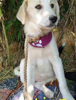 Liza3 neugierige Welpin 03/25 GRC - Ruppertsecken