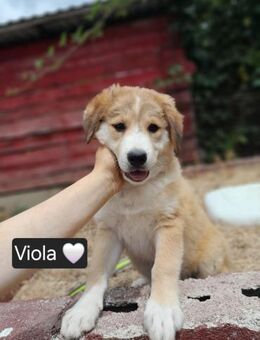 Viola sucht ein liebevolles Zuhause! - Linden (Hessen)