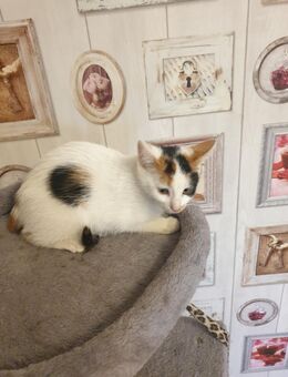 Babykatzen suchen neue Zuhause EKH - Bad Bramstedt