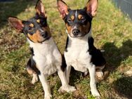 2 Basenji Welpen, Junghunde, Rüden, Tricolor - Lichtenfels (Bayern)