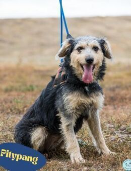 Pitypang SI- vorsichtig, zurückhaltend - Rheine