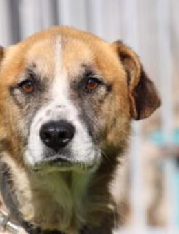 Smartie - sehr lieb u. angenehm - Lohra