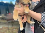 Schäferhund-Mischlings-Welpen - Müncheberg Hoppegarten