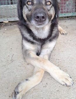 Querido-Treuer Gefährte sucht sein Glück - Obertshausen