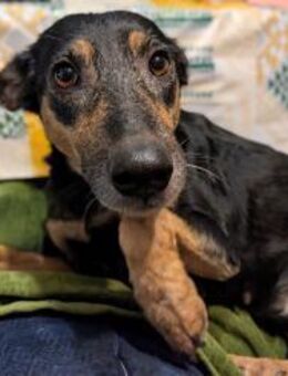 Yona- Zuckerschnute sucht Körbchen - Freudenstadt