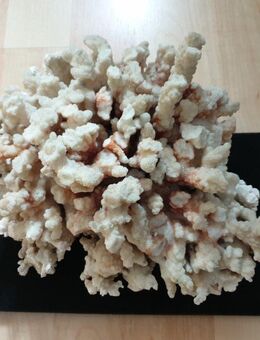 Koralle nur Dekoration, kein lebendes Tier! - Remscheid