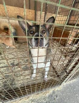 Menta VA, ruhig, verträglich, dickköpfig - Rheine