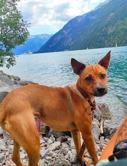 Liebevolle Hündin - Bad Orb