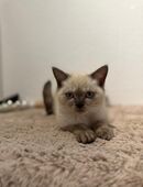 Bkh Reinrassige Kitten Abgabe bereit in 59555