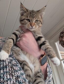 Verschmuste grau getigerte Maine coon Perser EKH katze - Kyritz