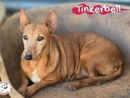 Tinkerbell sucht die 2. Chance 05/16 ESP - Ruppertsecken