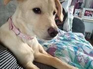 ❤️Dolly sucht ein tolles Zuhause - Ovelgönne