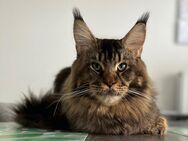 Maine Coon Kater 1 Jahr (Zuchtoption) m. Stammbaum - Petershagen