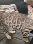 Bengal jung Kater (5 Monate) in 16269