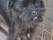 Kleiner Nemo sucht seine Familie - Weilheim (Oberbayern)