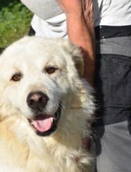 Wer schenkt Bello sein Herz? - Neuss