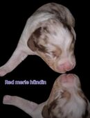 Bezaubernde Miniature Australian Shepherd Welpen suchen ihr Zuhause in 52525