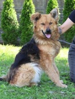 Czyzyk - freundlich, agil, intelligent - Rheine