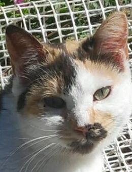 Molaya, geb. ca. 04/2022, GRIECHENLAND - Markdorf