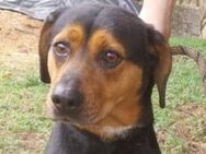 STELLA 2 sucht Zuhause - Gefrees