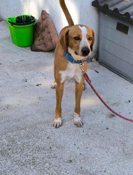 Toffi sucht ein Zuhause - Arnsberg