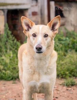 MAX - unser Charmeur immer übersehen ! - Kempen
