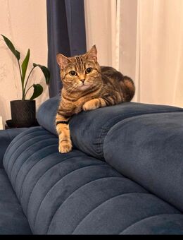 BKH Katze Lili - Regensburg
