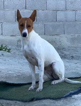 Naomi - junge Podenco-Mischlingshündin - Bad Camberg